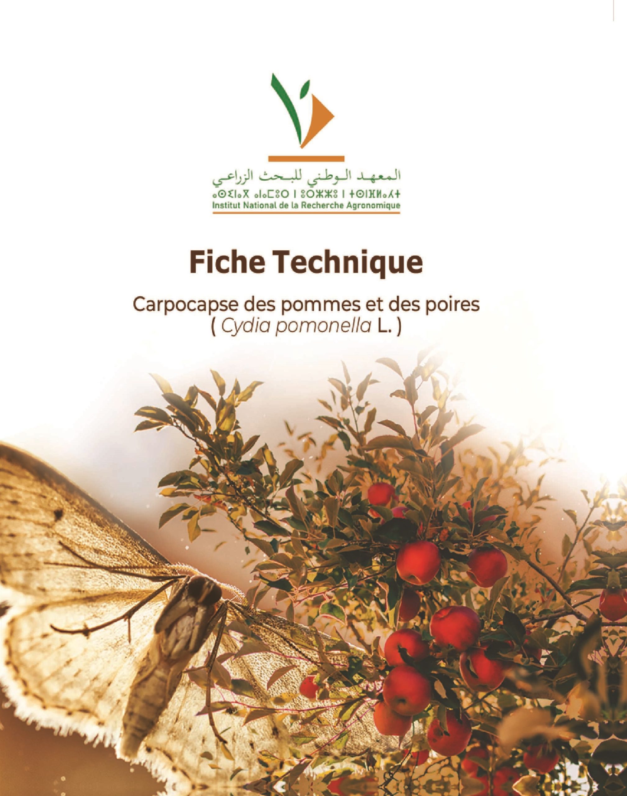 INRA : nouvelle parution  »Fiche technique Carpocapse des pommes et des poires »