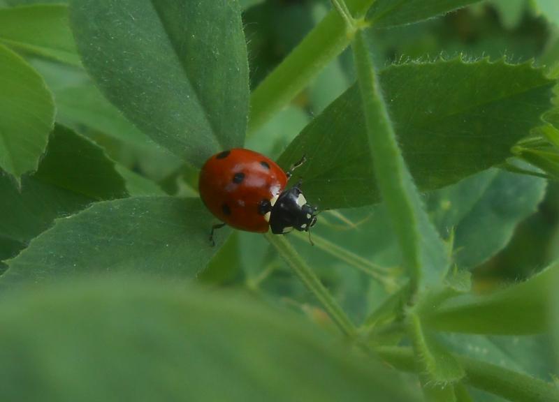 Le Maroc est le principal importateur d&rsquo;insectes auxiliaires en provenance d&rsquo;Almeria