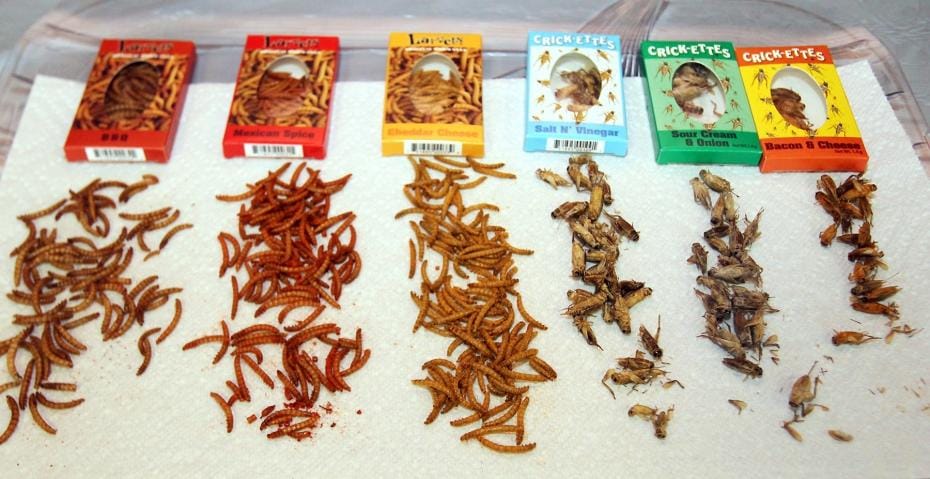 Les insectes envahissent les supermarchés en Belgique et aux Pays-Bas