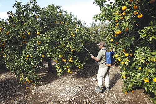 Pesticides et dangers pour le consommateur local
