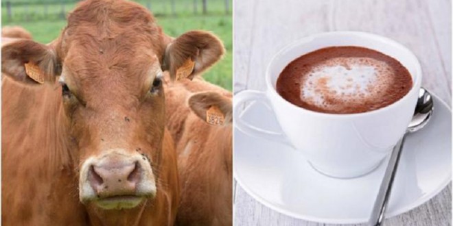 Insolite: Le lait chocolaté vient des vaches marron selon les américains