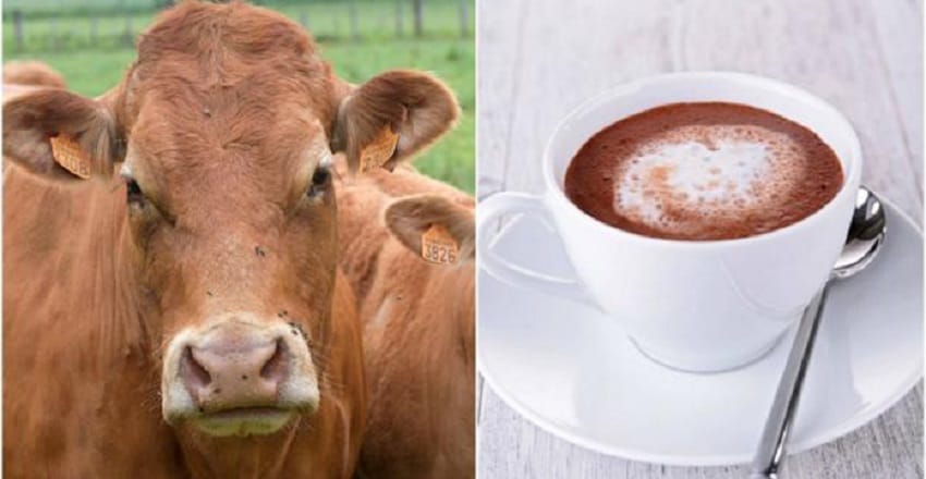 Insolite: Le lait chocolaté vient des vaches marron selon les américains