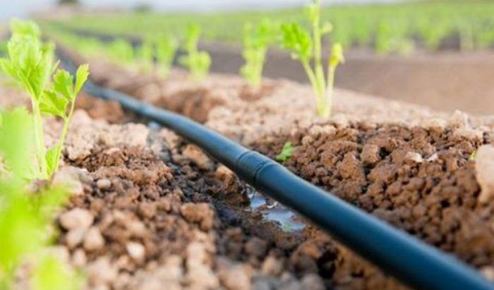 Quelles sont les cultures qui consomment le plus d&rsquo;eau ?