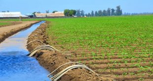 Maroc : Comment agriculture peut adapter face à la rareté de eau