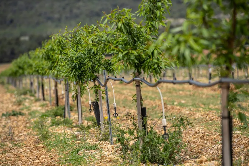 L&rsquo;irrigation intelligente au Maroc