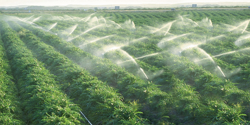 Irrigation: des anomalies concernant les subventions pour l&rsquo;irrigation localisée ?