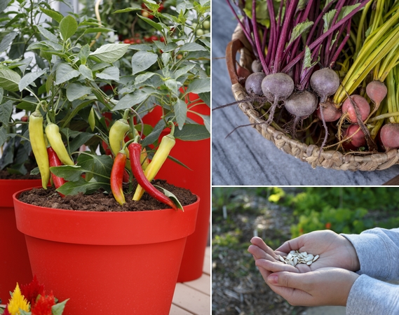 Avec le coronavirus, l&rsquo;intérêt pour le jardinage à domicile augmente