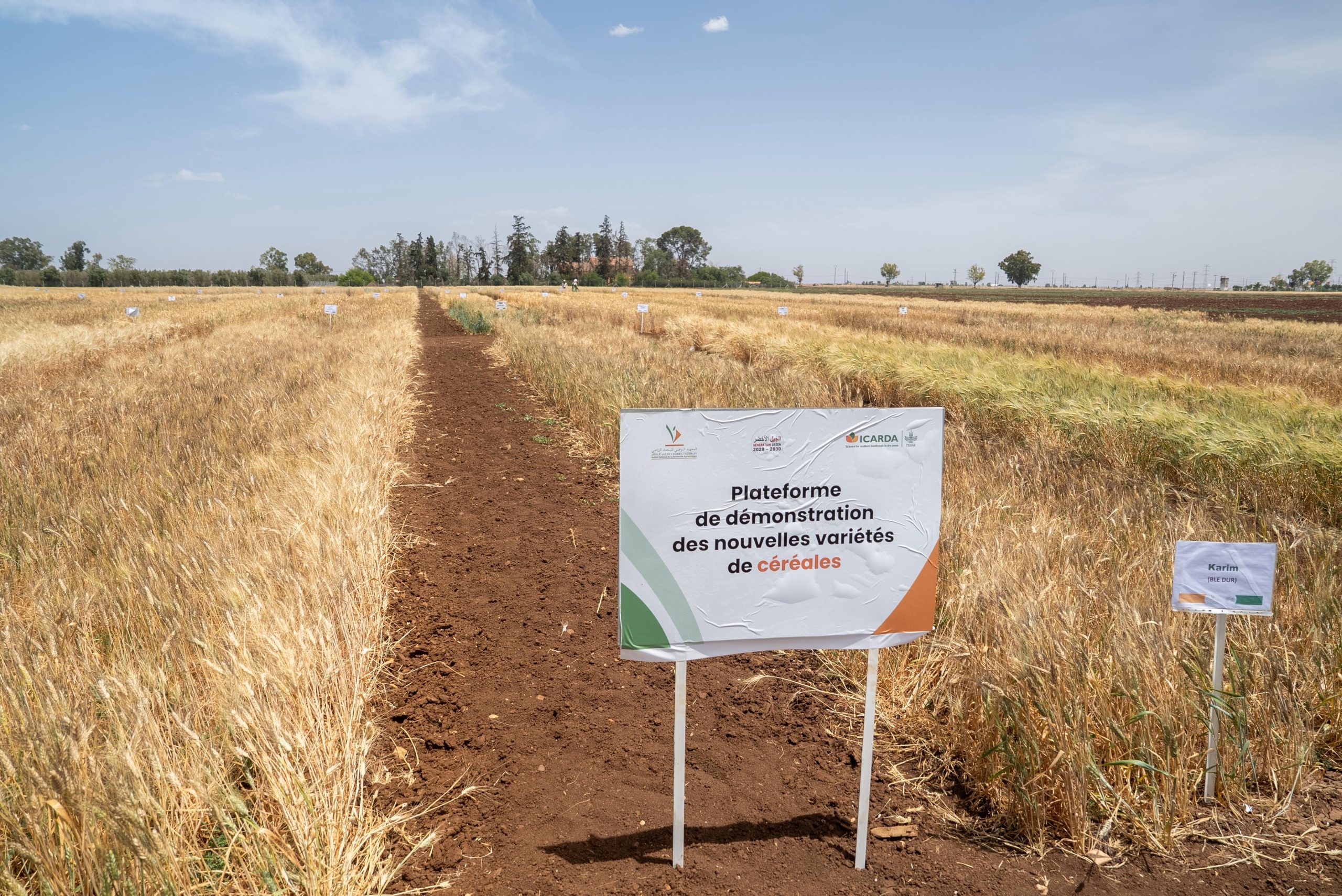 Journée de démonstration au domaine expérimental de Marchouch : l’INRA et l’ICARDA présentent leurs dernières innovations agricoles