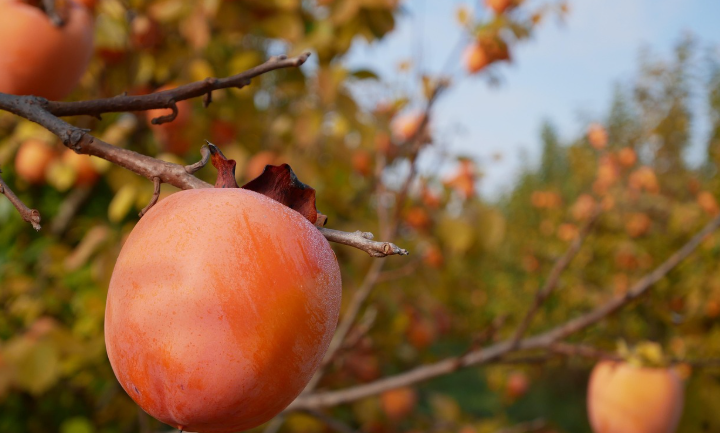 Perspectives agricoles 2026 : Quand les pluies redonnent de l’espoir