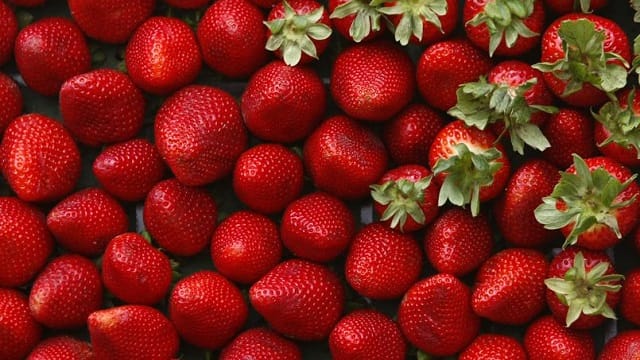 4 000 ha de fruits rouges à Larache pour la campagne 2015-2016