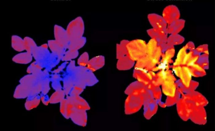 Les légumes deviennent fluorescents sous l&rsquo;effet du stress
