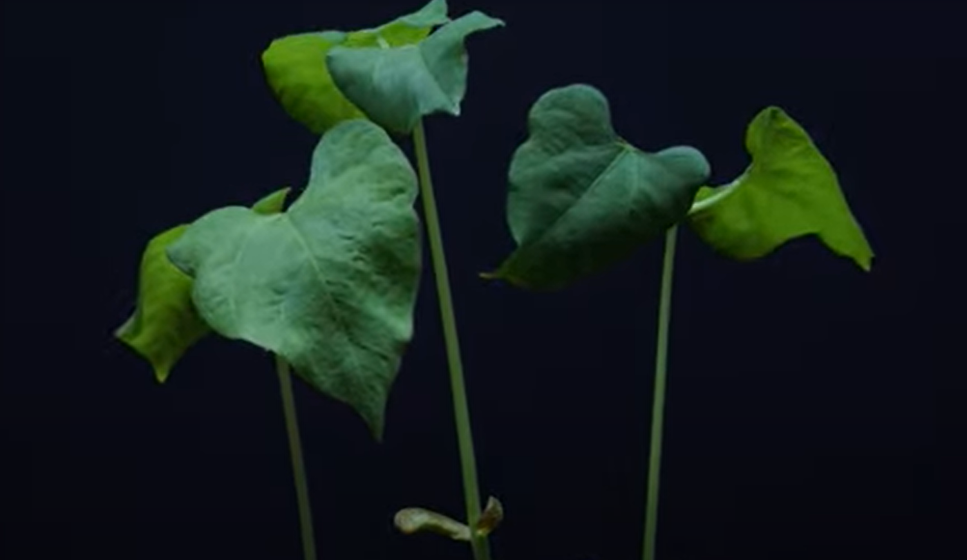 Cytokinine : Découverte sur la compétition lumineuse chez les plantes