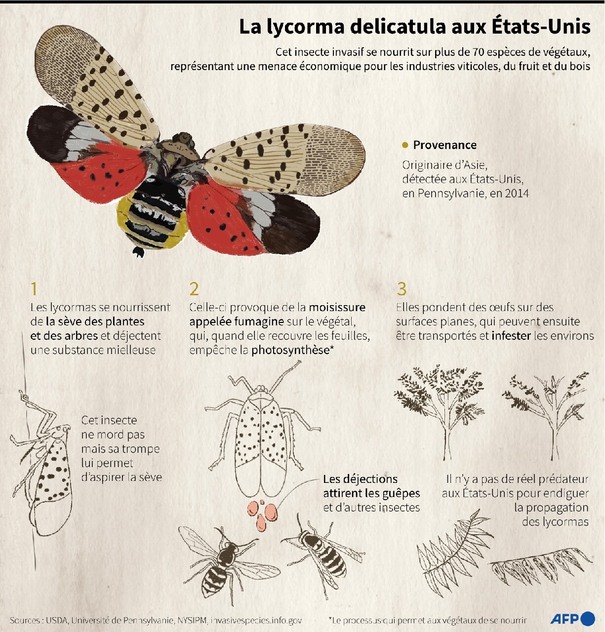 Lycorma delicatula : Un insecte qui menace les agriculteurs du monde