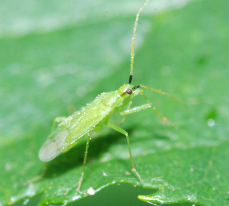 Macrolophus pygmaeus : un allié naturel pour renforcer la résistance des tomates contre les nématodes