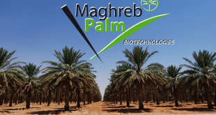 Idyl lance Maghreb Palm