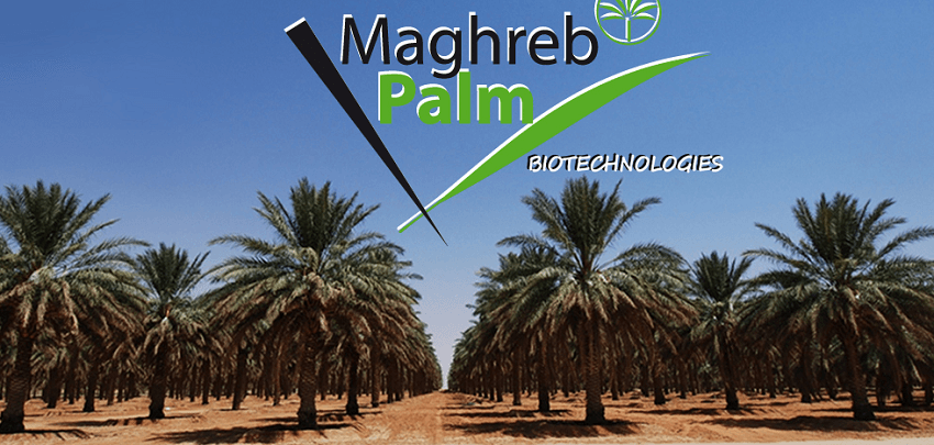 Exclusif: Idyl lance Maghreb Palm