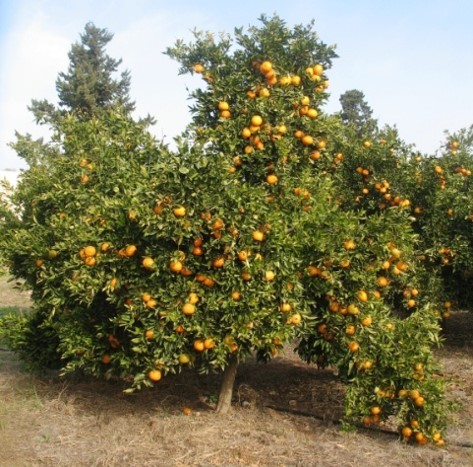 Mandarine Gharbaoui - INRA Maroc