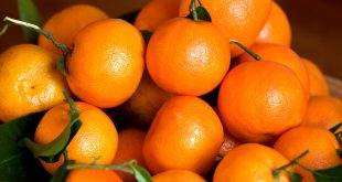 Marché mondial des mandarines : prix, offre, demande