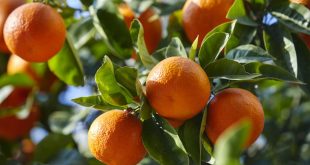 Deux nouvelles variétés de mandarines émergent en Argentine