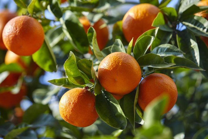 Agrumes : le Maroc renforce sa position sur le marché britannique de la mandarine