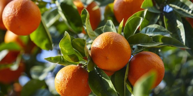 Turquie-Les-exportations-de-mandarines-vers-la-Russie-ont-augmenté-de-49-%