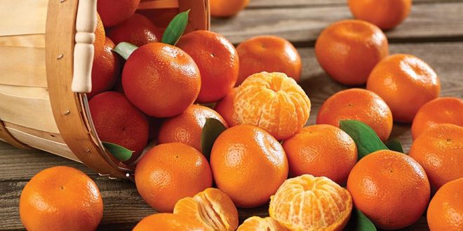 La-Slovaquie-détruit-des-mandarines-turques-pour-excès-de-pesticides-et-donne-l-alerte