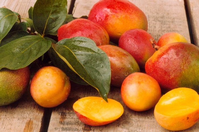 Aperçu du marché mondial de la mangue