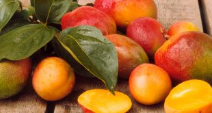 Marché mondial de la mangue : prix, offre, demande...