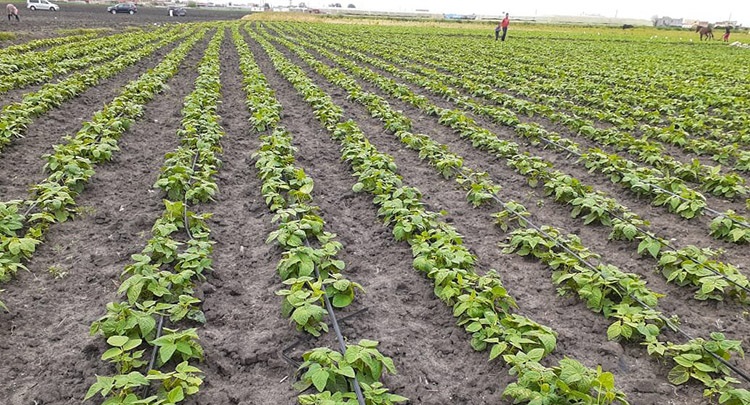 RSK : la campagne agricole se déroule dans des « conditions normales »