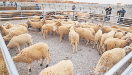 Covid-19: Un marché moderne de bétail ouvre ses portes à Jerada