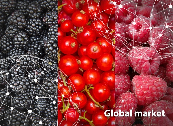 Aperçu du marché mondial des framboises, des mûres et des groseilles