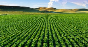 Baisse des taux de crédit pour un environnement favorable aux investissements agricoles au Maroc