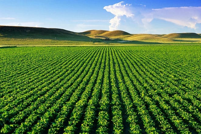 Maroc-Brésil: Coopération dans le domaine agricole