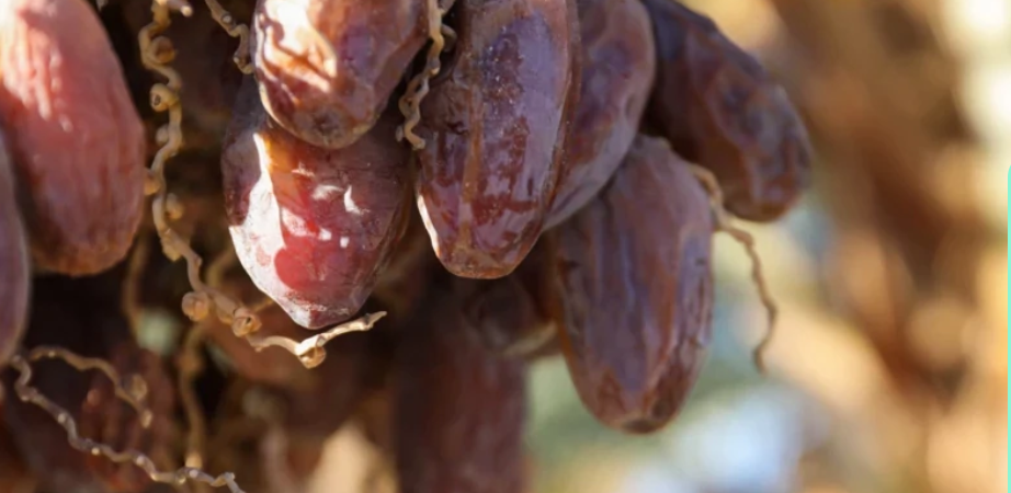 Les exportations marocaines de dattes vers l’Allemagne atteignent un niveau record grâce au Medjool