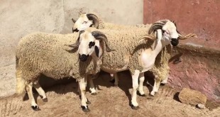 Melilla: Les moutons marocains autorisés à entrer sur le territoire