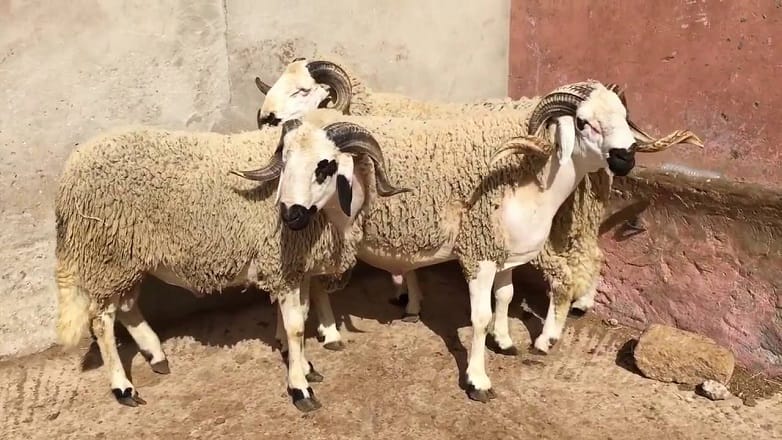 Melilla: Les moutons marocains autorisés à entrer sur le territoire
