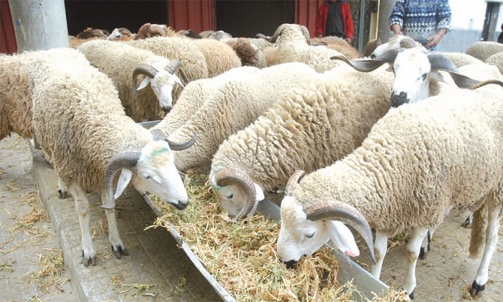 Mellila: Nouvelle polémique sur l’import de moutons marocains