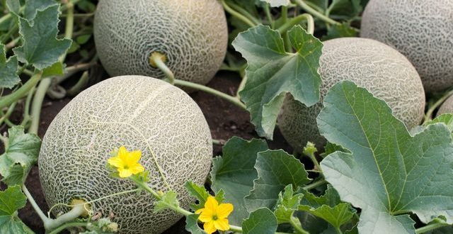 La fertigation durable dans les cultures de melon réduit la consommation eau de 30%