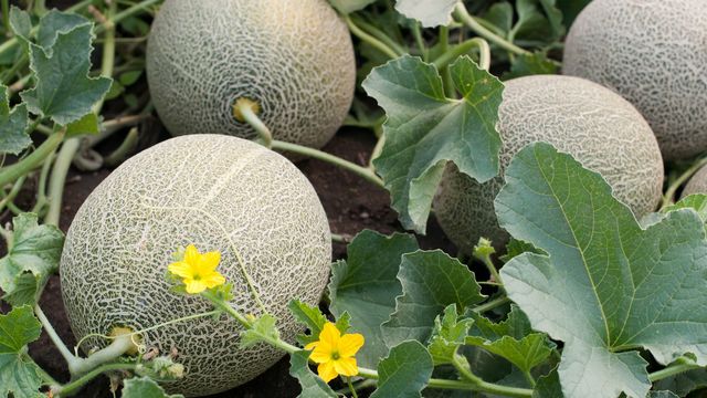 La fertigation durable dans les cultures de melon réduit la consommation d&rsquo;eau de 30%