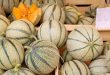 melons charentais jaunes bio