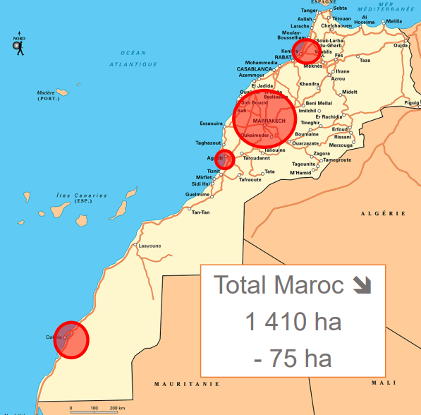 Melon charentais : Une production qui stagne partout mais diminue à Marrakech