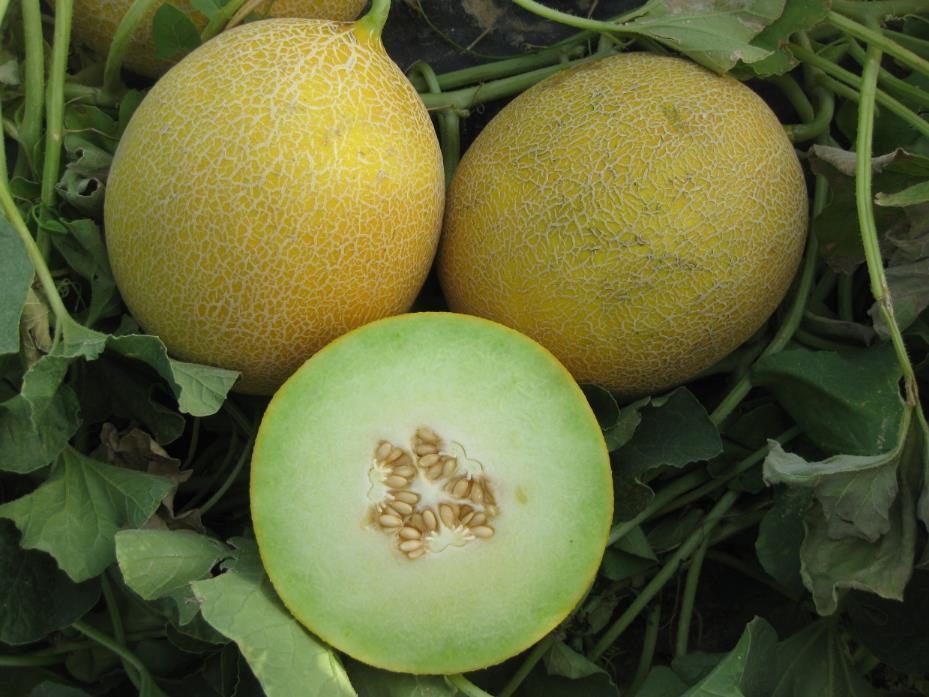 Melons Le Maroc maintient sa place de 13ème producteur mondial