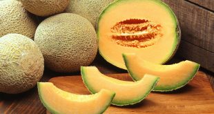 Le Maroc est le 13ème producteur mondial de melon avec plus de 500 millions de kilos