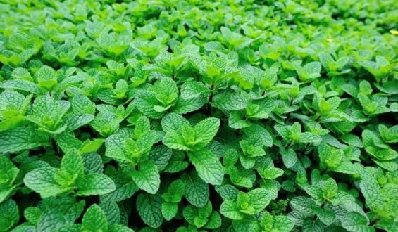 menthe ONSSA
