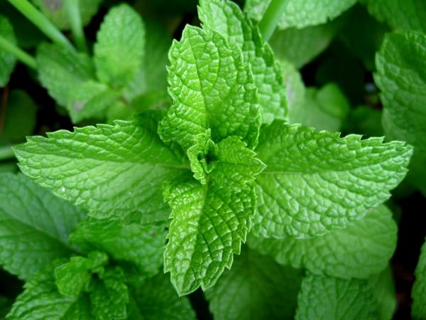 La menthe marocaine se porte bien