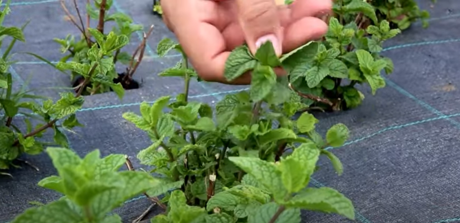 Vidéo Menthe : Une ferme de 70 hectares en bio fait la fierté du Maroc