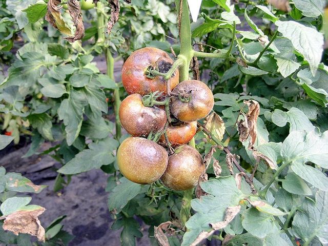 Les ennemis de la tomate à ne pas négliger