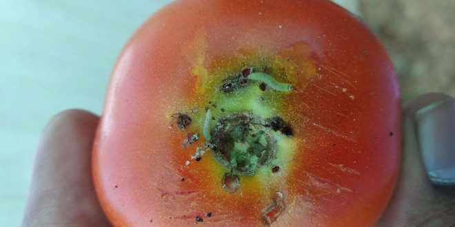 L'endophyte protégerait les tomates contre le ravageur Tuta absoluta