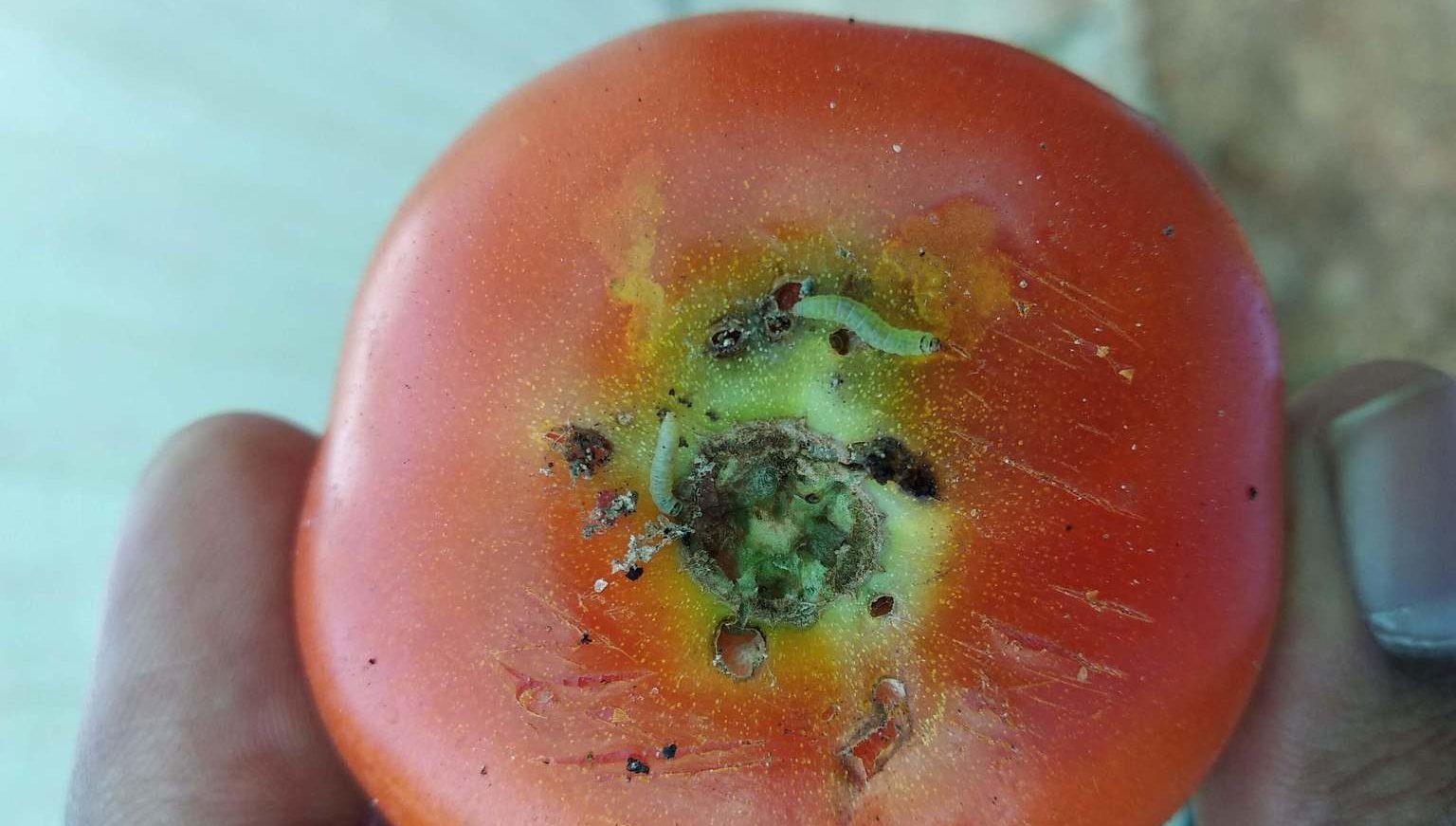 Mineuse de la tomate : L&rsquo;efficacité du benzoate d&rsquo;émamectine confirmée