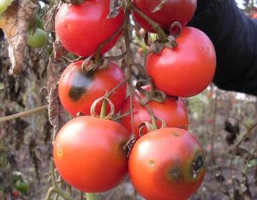 La mineuse de la tomate fait des ravages en Tanzanie